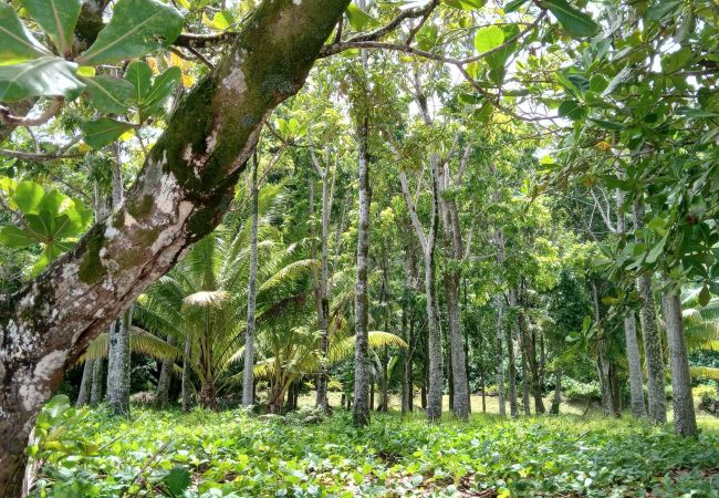 Villa in Poutoru - TAHAA - Private Beach & Snorkeling Villa Villa in Poutoru - TAHAA - Private Beach & Snorkeling Villa