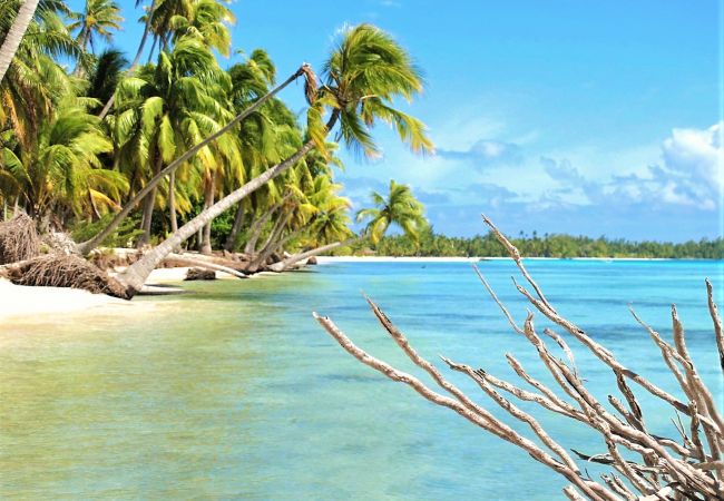 Rent by room in Tikehau - TIKEHAU - Bungalow Pacific  Beach Family  Rent by room in Tikehau - TIKEHAU - Bungalow Pacific  Beach Family