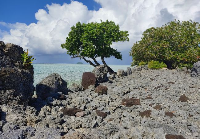 Studio in Raiatea - RAIATEA - Studio Tenape Studio in Raiatea - RAIATEA - Studio Tenape
