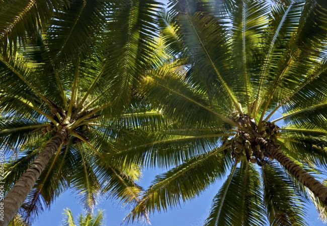Studio in Raiatea - RAIATEA - Studio Tenape Studio in Raiatea - RAIATEA - Studio Tenape