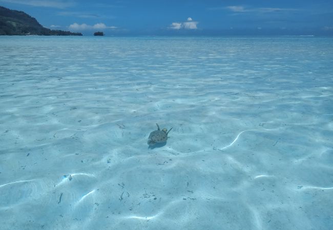Lagoon sand turtle Bungalow in Tiahura - MOOREA - Bungalow Moekea Lagoon