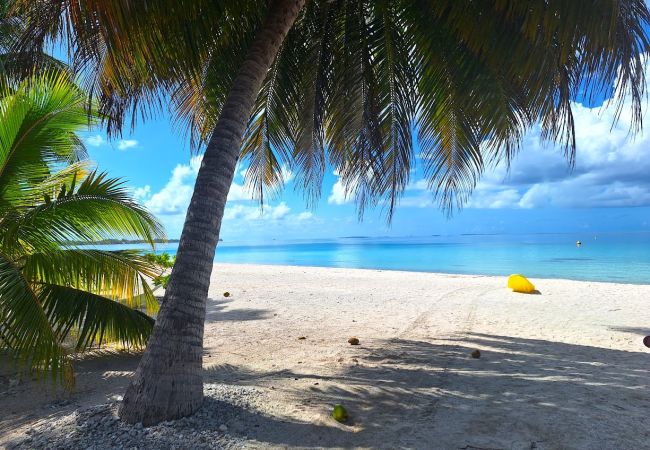 Rent by room in Tikehau - TIKEHAU - Bungalow Pacific Beach Family  Rent by room in Tikehau - TIKEHAU - Bungalow Pacific Beach Family