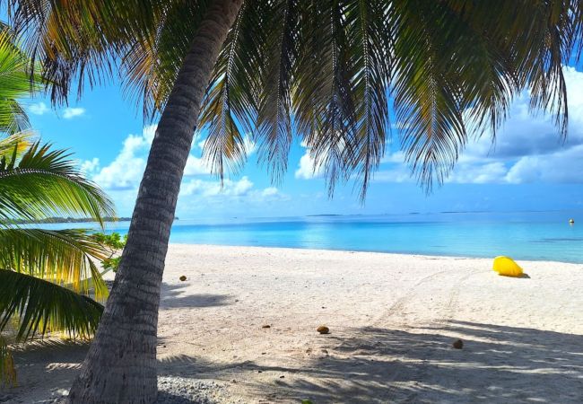 Rent by room in Tikehau - TIKEHAU - Bungalow Pacific Beach Family  Rent by room in Tikehau - TIKEHAU - Bungalow Pacific Beach Family