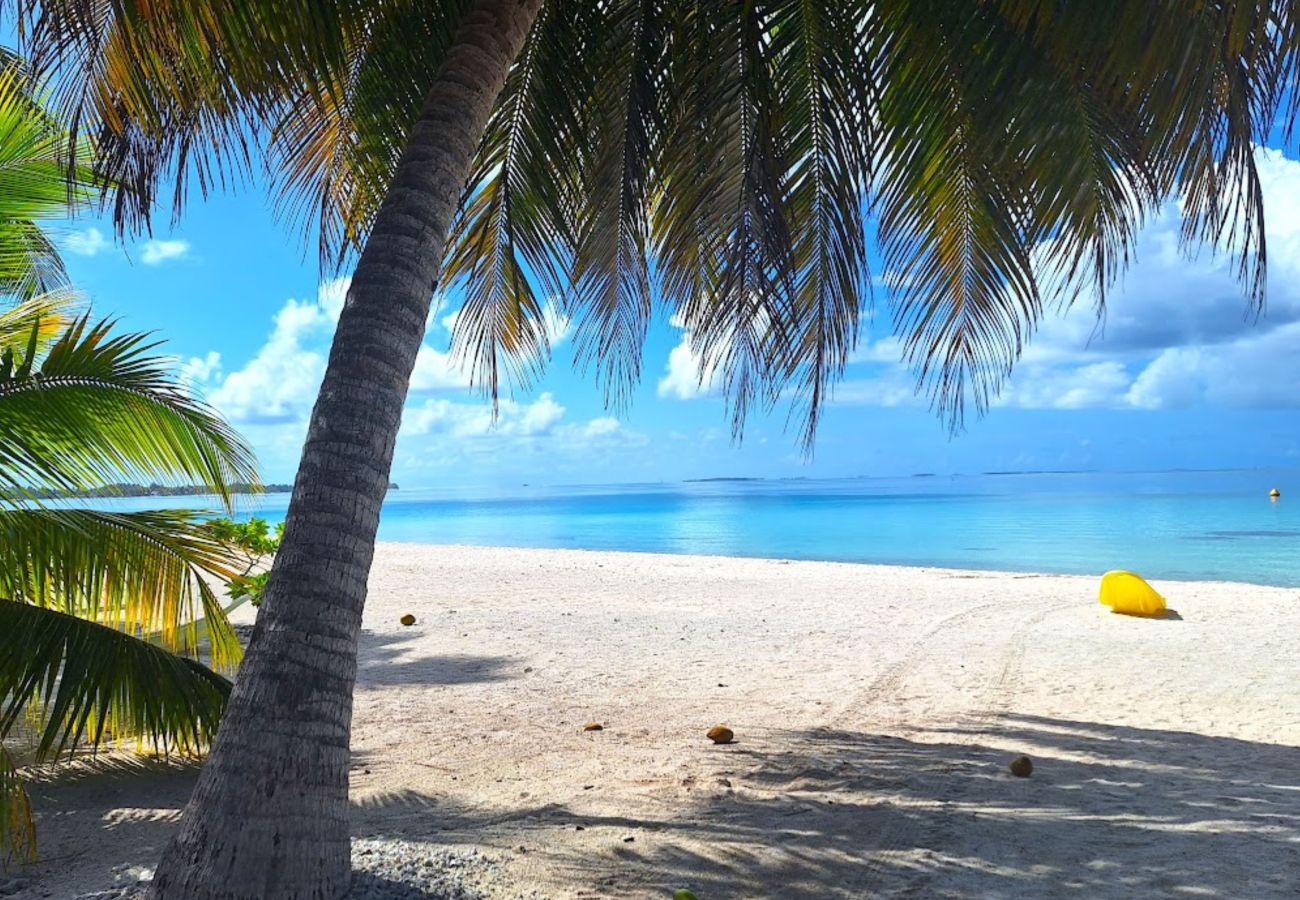 Rent by room in Tikehau - TIKEHAU - Bungalow Pacific Beach Family  Rent by room in Tikehau - TIKEHAU - Bungalow Pacific Beach Family