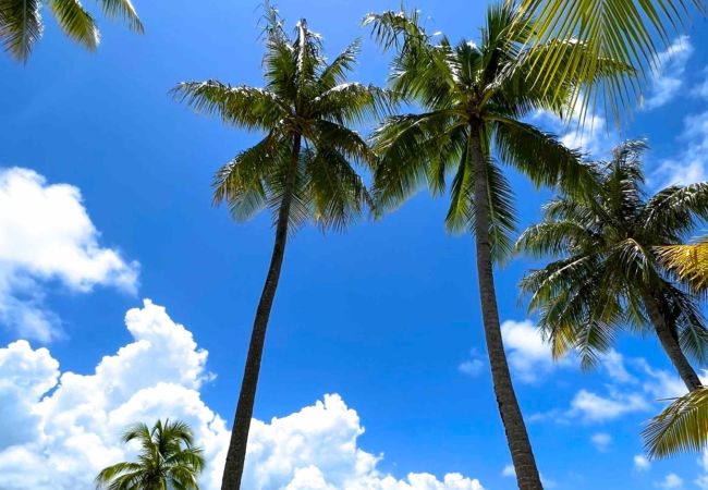 Bungalow in Hipu - TAHAA - Motu Lodge Maohi  Bungalow in Hipu - TAHAA - Motu Lodge Maohi