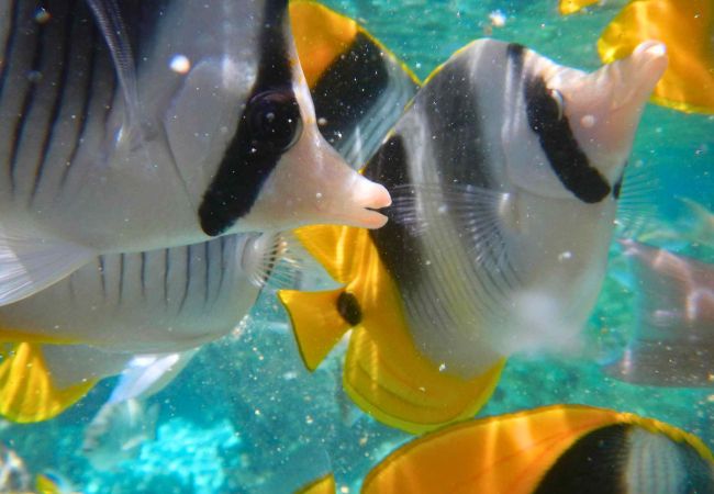 Bungalow in Hipu - TAHAA - Motu Lodge Maohi  Bungalow in Hipu - TAHAA - Motu Lodge Maohi