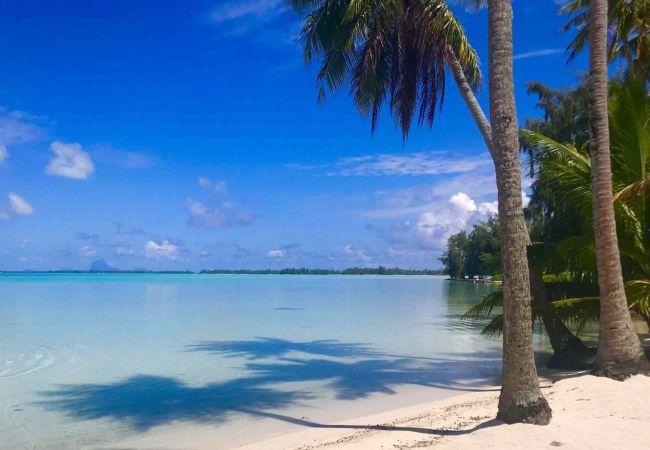 Bungalow in Hipu - TAHAA - Motu Lodge Maohi  Bungalow in Hipu - TAHAA - Motu Lodge Maohi