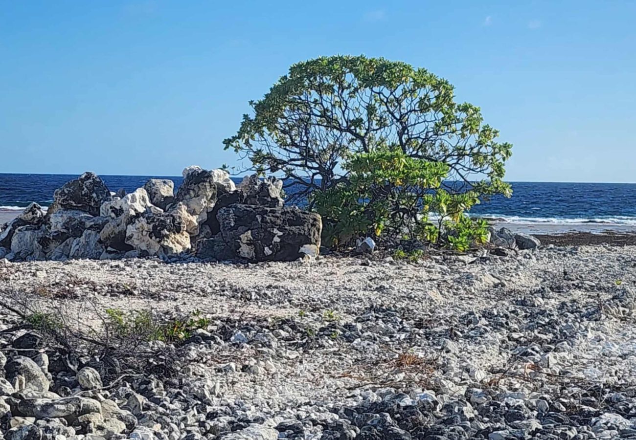 House in Manihi - MANIHI - Miki Lagoon Bungalow House in Manihi - MANIHI - Miki Lagoon Bungalow