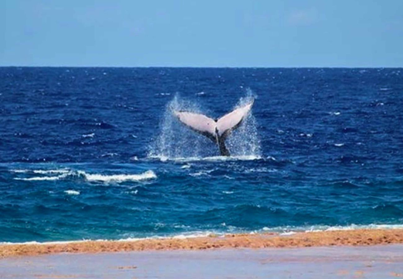 Bungalow in Ahe - AHE - Bungalow Moemoea Lagoon 1 Bungalow in Ahe - AHE - Bungalow Moemoea Lagoon 1