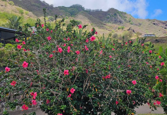 Rent by room in Taiohae - NUKU HIVA - Taiohae Bay Room  1  Rent by room in Taiohae - NUKU HIVA - Taiohae Bay Room  1