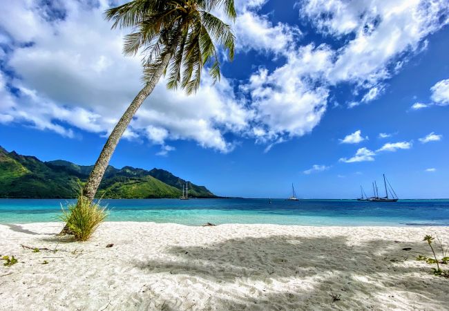 Bungalow en Pihaena - MOOREA - JUST CHILL INN Bungalow en Pihaena - MOOREA - JUST CHILL INN