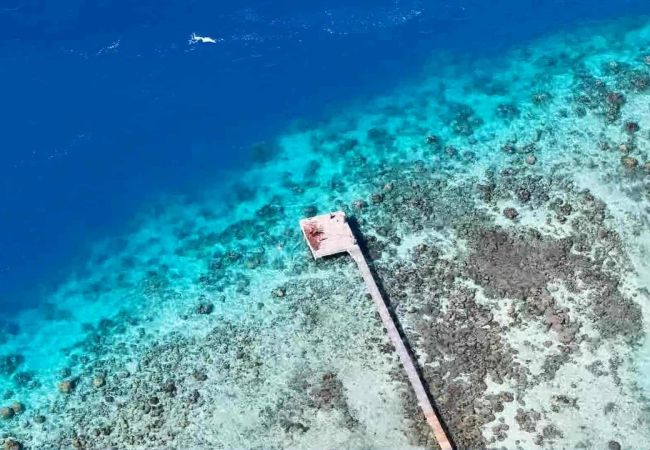 Bungalow en Maatea - MOOREA - Naku Kahi Bungalow 4 BeachView Bungalow en Maatea - MOOREA - Naku Kahi Bungalow 4 BeachView