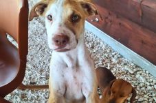 Bungalow en Fakarava  - FAKARAVA -  Bungalow SeaBreeze  1 Bungalow en Fakarava  - FAKARAVA -  Bungalow SeaBreeze  1