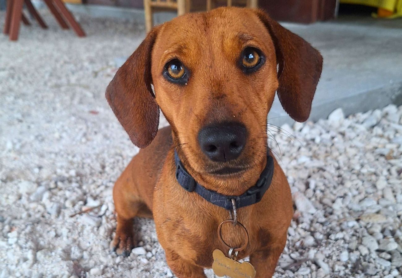 Bungalow en Fakarava  - FAKARAVA - Bungalow SeaBreeze 2  Bungalow en Fakarava  - FAKARAVA - Bungalow SeaBreeze 2