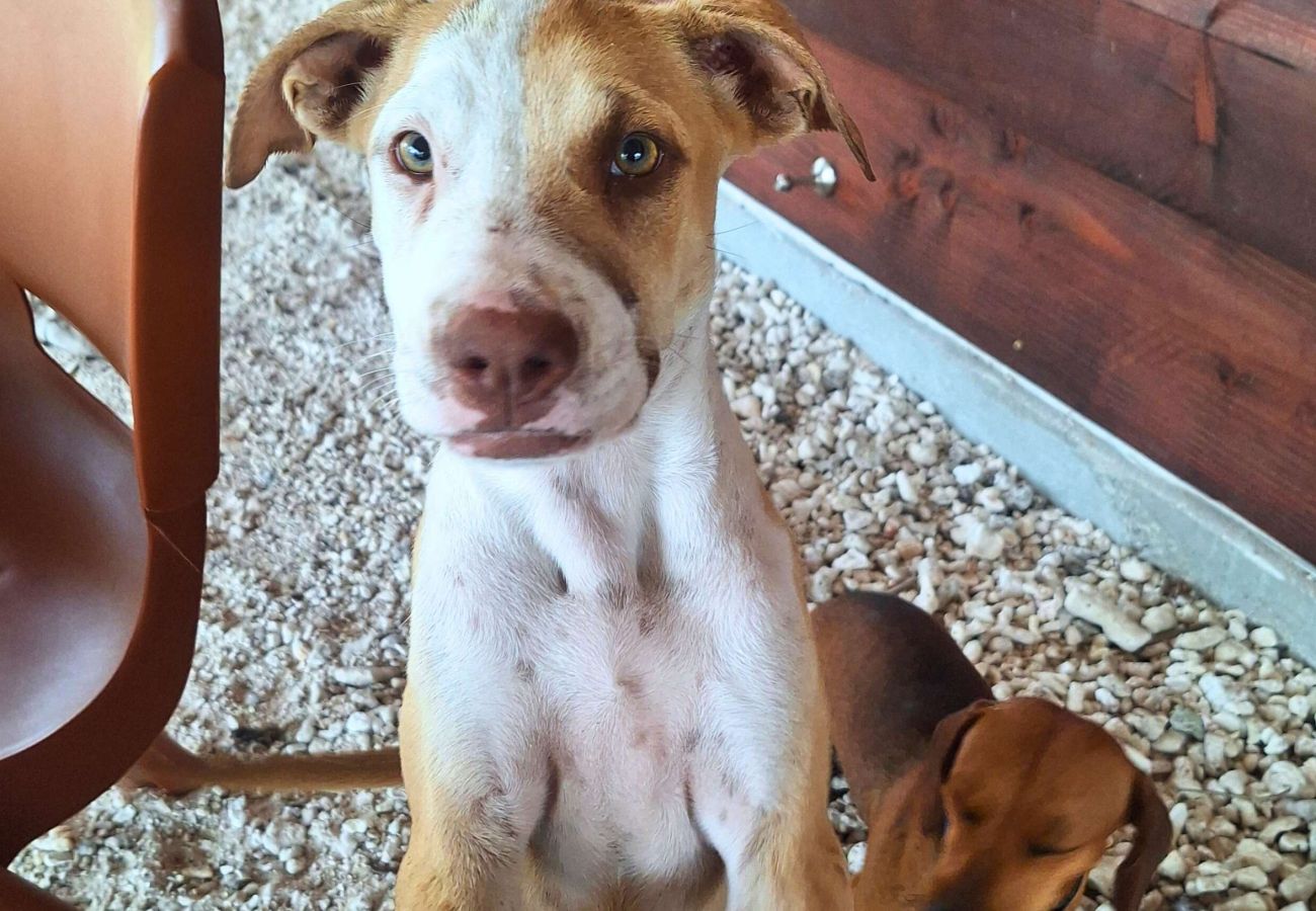 Bungalow en Fakarava  - FAKARAVA - Bungalow SeaBreeze 2  Bungalow en Fakarava  - FAKARAVA - Bungalow SeaBreeze 2