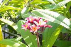 Casa en Maharepa - MOOREA - Hitiarii Pool House