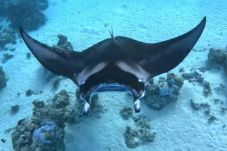 Bungalow en Maupiti  - MAUPITI - MOTU TIAPA'A BUNGALOW JARDIN 2