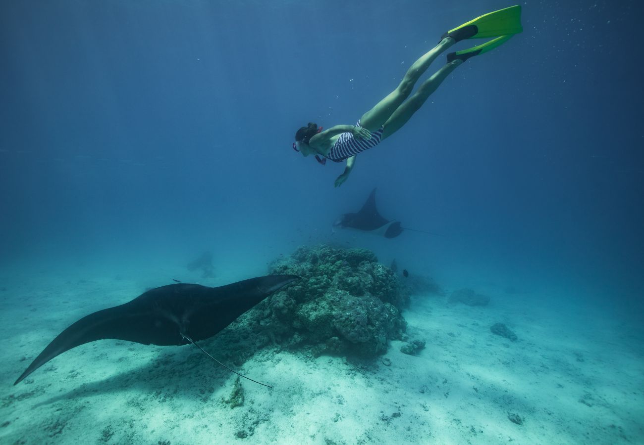 Villa en Tuherahera - TIKEHAU-Experience unique sur motu privé en pension complète  Villa en Tuherahera - TIKEHAU-Experience unique sur motu privé en pension complète