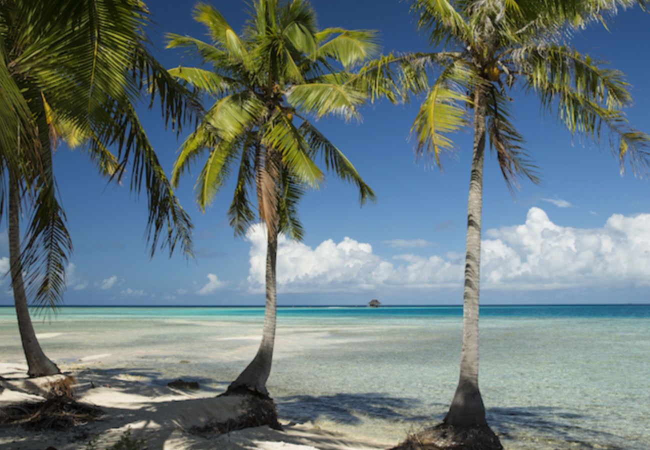 Villa en Tuherahera - TIKEHAU-Experience unique sur motu privé en pension complète  Villa en Tuherahera - TIKEHAU-Experience unique sur motu privé en pension complète