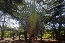 Bungalow en Avera -  RAIATEA- Fare Cascades Nui 