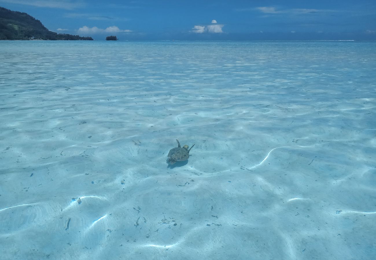 Tartaruga di sabbia lagunare Bungalow a Tiahura - MOOREA - Bungalow Moekea Lagoon