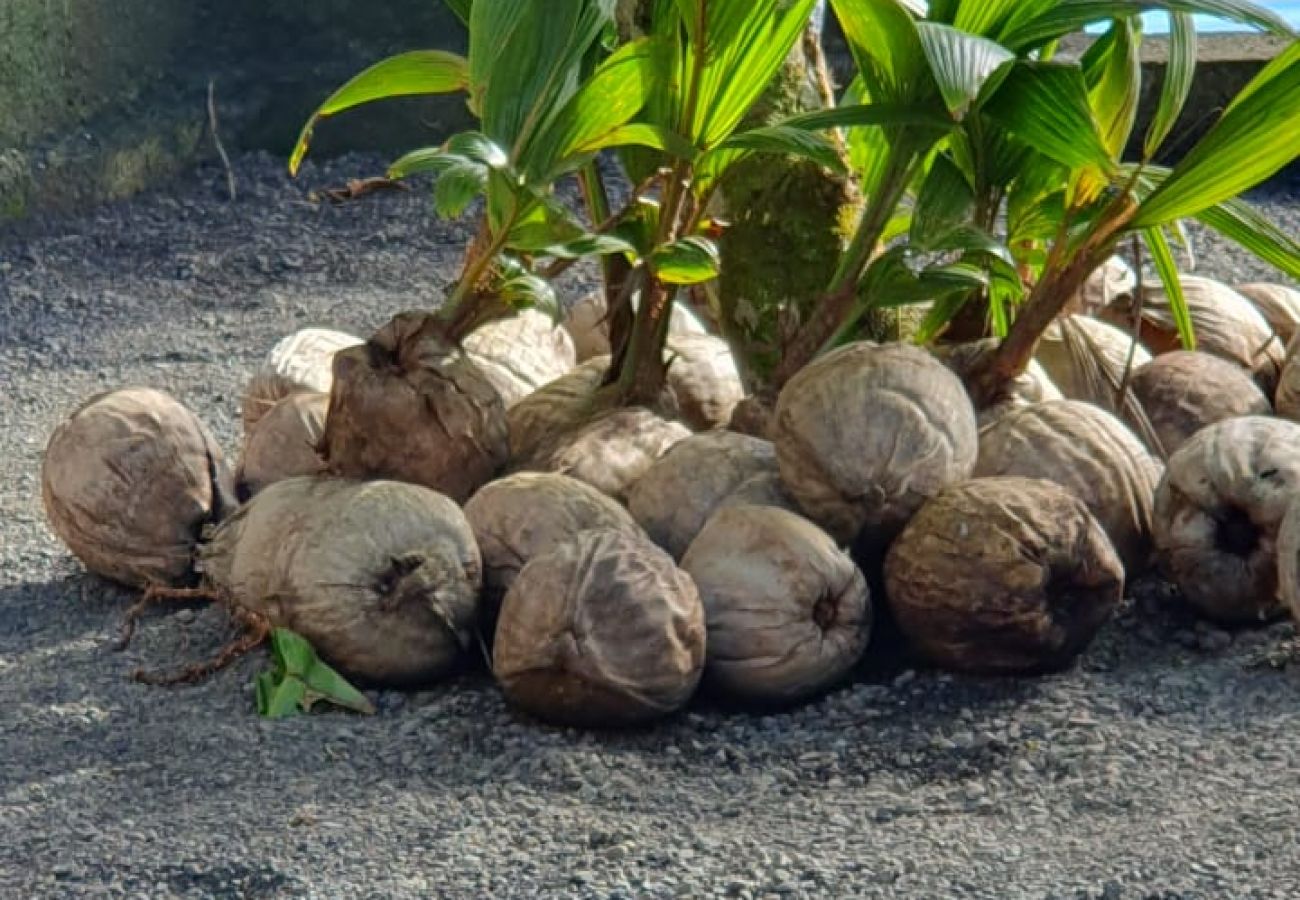 Casa a Taiarapu-Est - TAHITI - Motu Nono Beach View Casa a Taiarapu-Est - TAHITI - Motu Nono Beach View