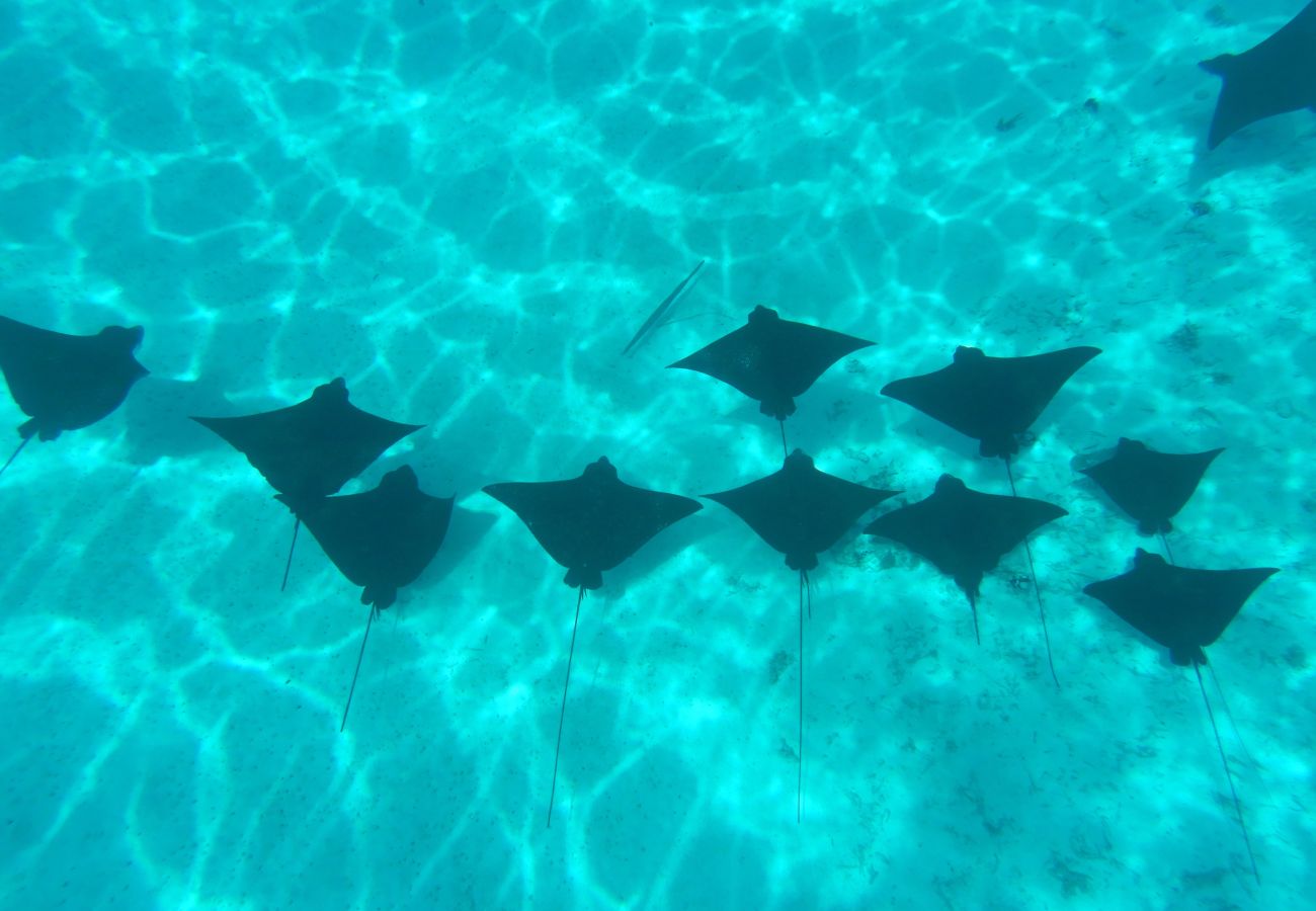 Affitto per camere a Vaitape -  BORA BORA - Poenui Sailing boat Affitto per camere a Vaitape -  BORA BORA - Poenui Sailing boat