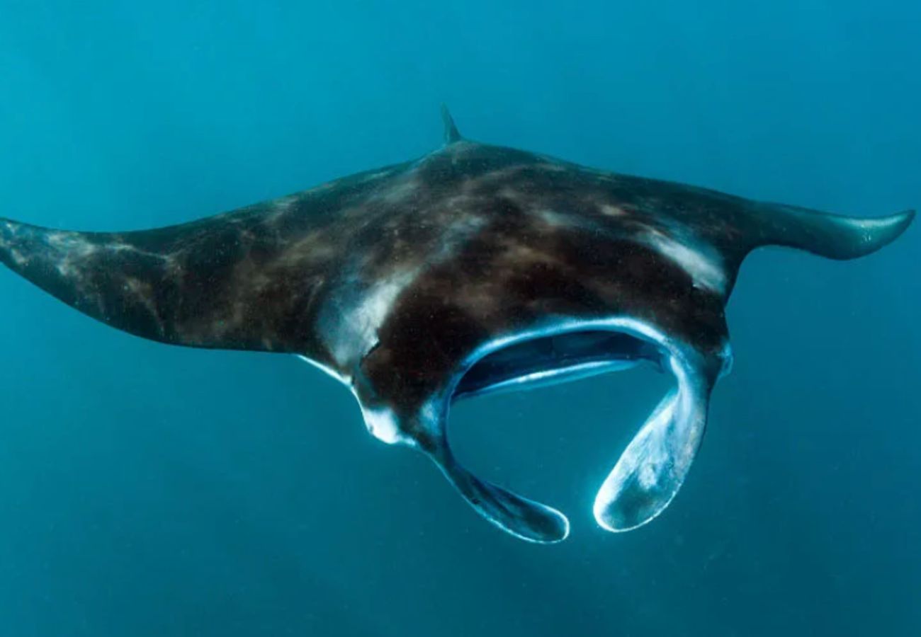 Affitto per camere a Vaitape -  BORA BORA - Poenui Sailing boat Affitto per camere a Vaitape -  BORA BORA - Poenui Sailing boat