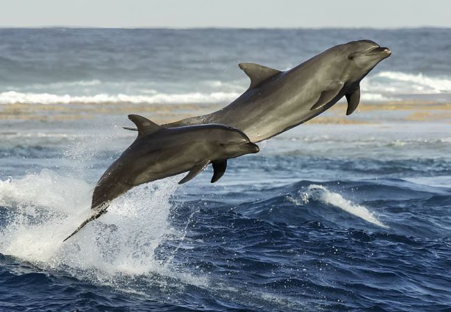 Studio a Avatoru - RANGIROA - Fare Aimeo