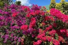 Casa a Temae - Moorea - Temae Reef Cottage 