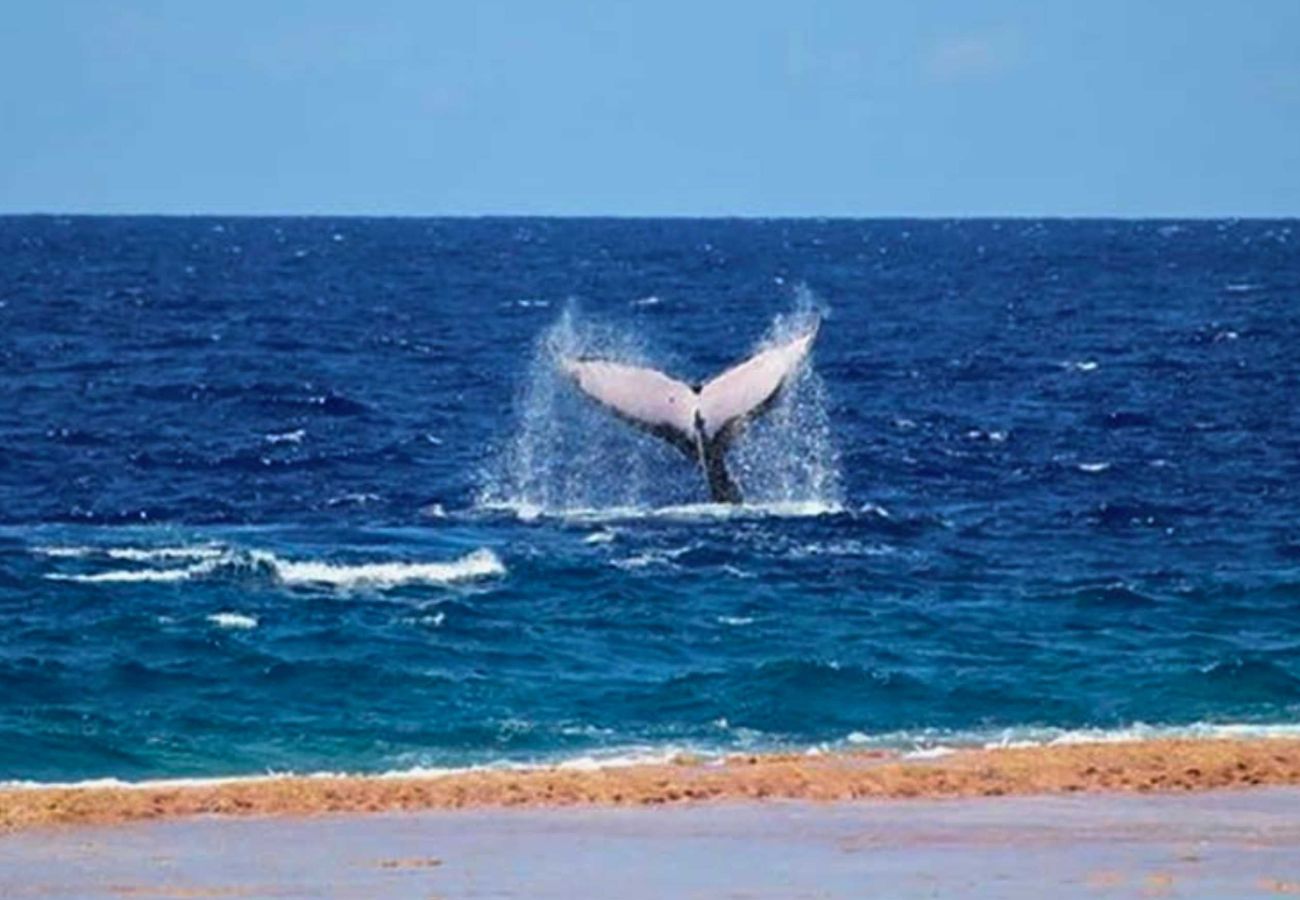 Bungalow à Ahe - AHE - Bungalow Moemoea Lagoon 2  Bungalow à Ahe - AHE - Bungalow Moemoea Lagoon 2