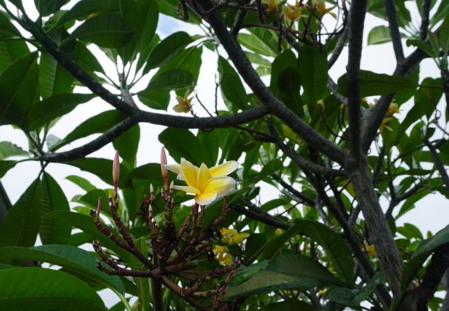 Maison à Papetoai - MOOREA - Fare Moohono Tohora Maison à Papetoai - MOOREA - Fare Moohono Tohora