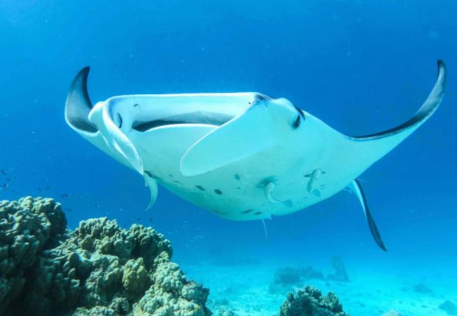 Maison à Maupiti  - MAUPITI- FARE MOTU MAUPITI Maison à Maupiti  - MAUPITI- FARE MOTU MAUPITI