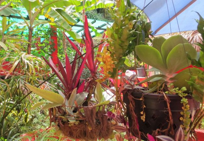 Studio à Nunue - BORA-BORA Bora Horizon Lodge 4  Studio à Nunue - BORA-BORA Bora Horizon Lodge 4