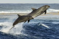 Studio à Avatoru - RANGIROA - Fare Aimeo