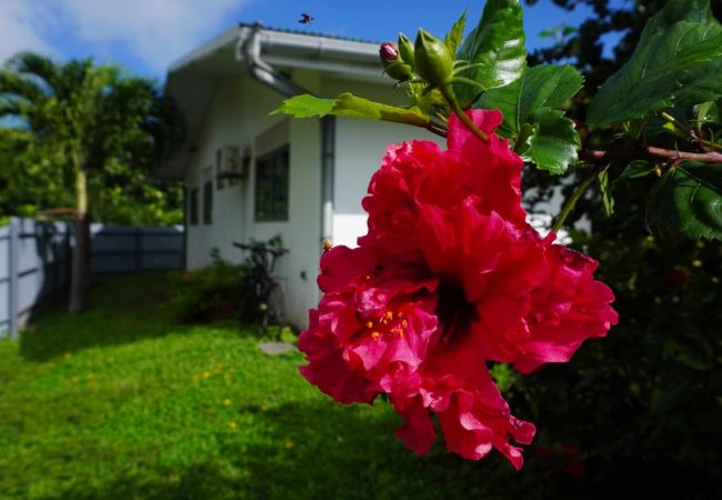 Maison à Papetoai -  MOOREA - Fare Moohono Tohora
